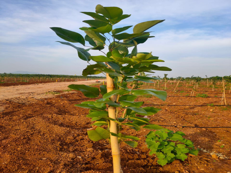  1210 Sq. Yards Agricultural/Farm Land for Sale in Kanigiri, Prakasam