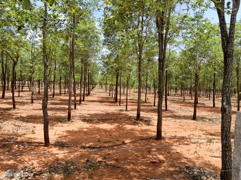  2420 Sq. Yards Agricultural/Farm Land for Sale in Dubagunata, Nellore