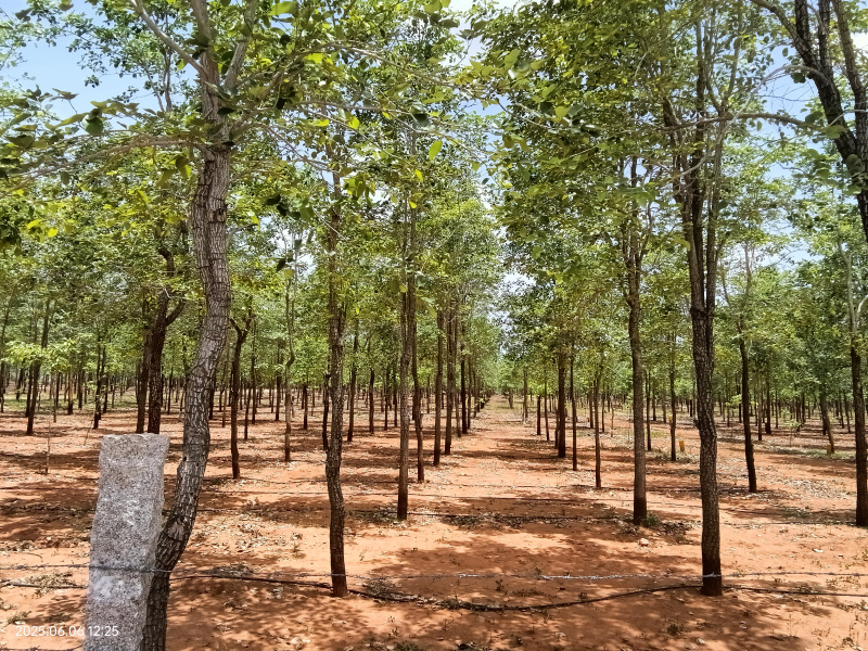  2420 Sq. Yards Agricultural/Farm Land for Sale in Dubagunata, Nellore