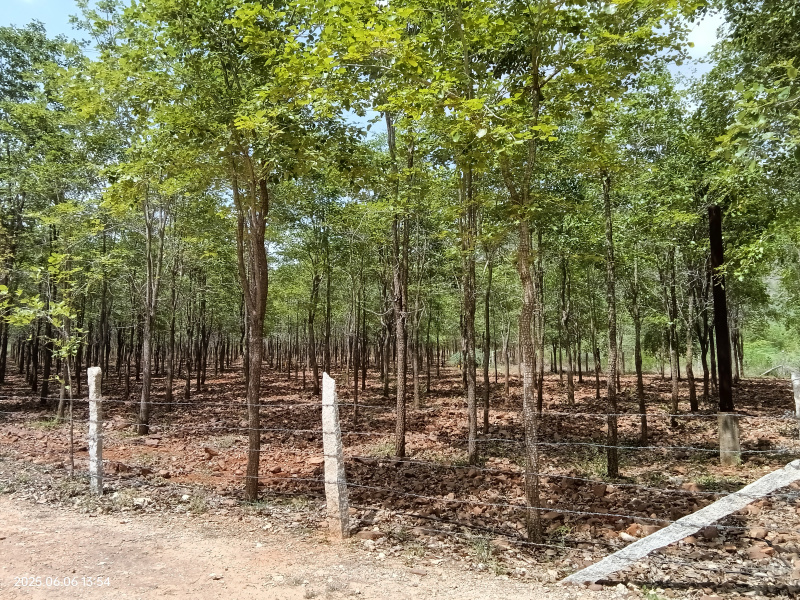  2420 Sq. Yards Agricultural/Farm Land for Sale in Dubagunata, Nellore