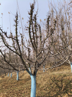  Agricultural Land for Sale in Achabal, Anantnag