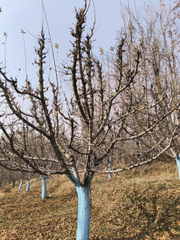  Agricultural Land for Sale in Achabal, Anantnag