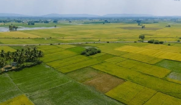  5 Acre Agricultural/Farm Land for Sale in Dehlon, Ludhiana