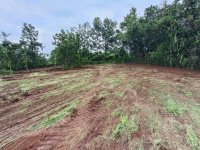  Agricultural Land for Sale in Mangaon, Raigad