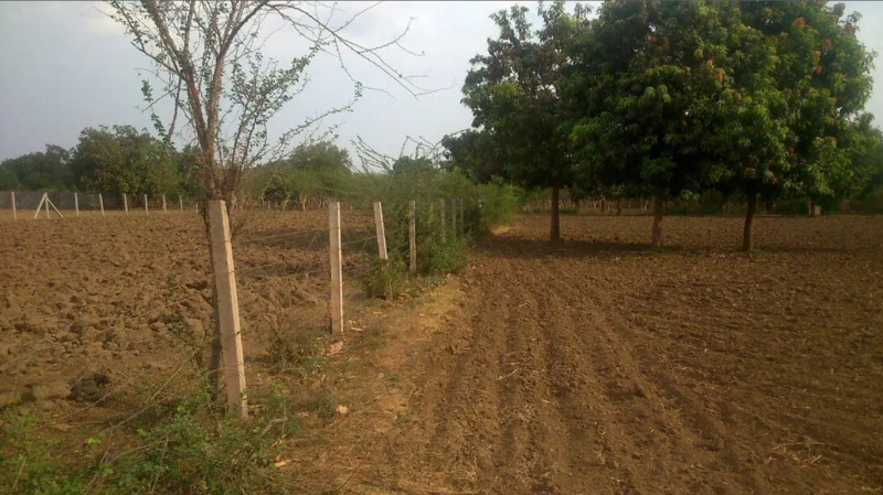  250 Acre Agricultural/Farm Land for Sale in Dahej, Bharuch