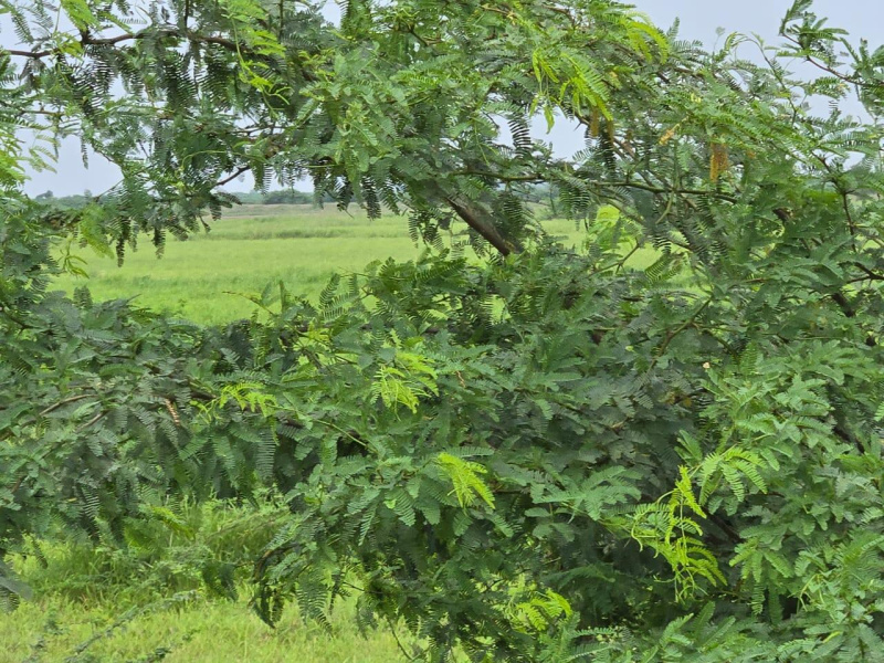  220 Acre Agricultural/Farm Land for Sale in Savli, Vadodara