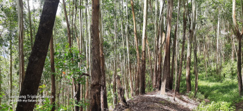 Agricultural Land for Sale in Munnar, Idukki