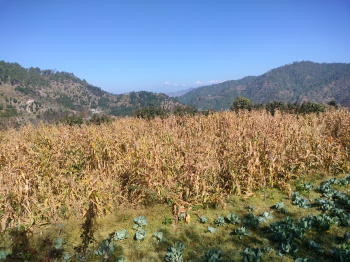  Residential Plot for Sale in Mukhani, Nainital