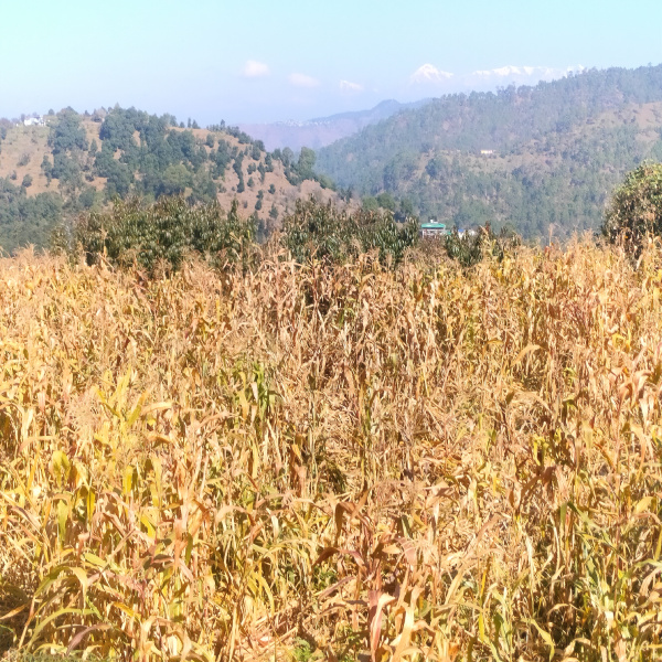  10800 Sq.ft. Residential Plot for Sale in Mukhani, Nainital