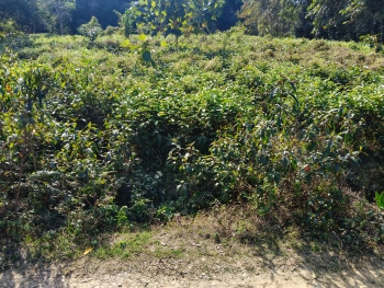  Residential Plot for Sale in Demow, Sibsagar