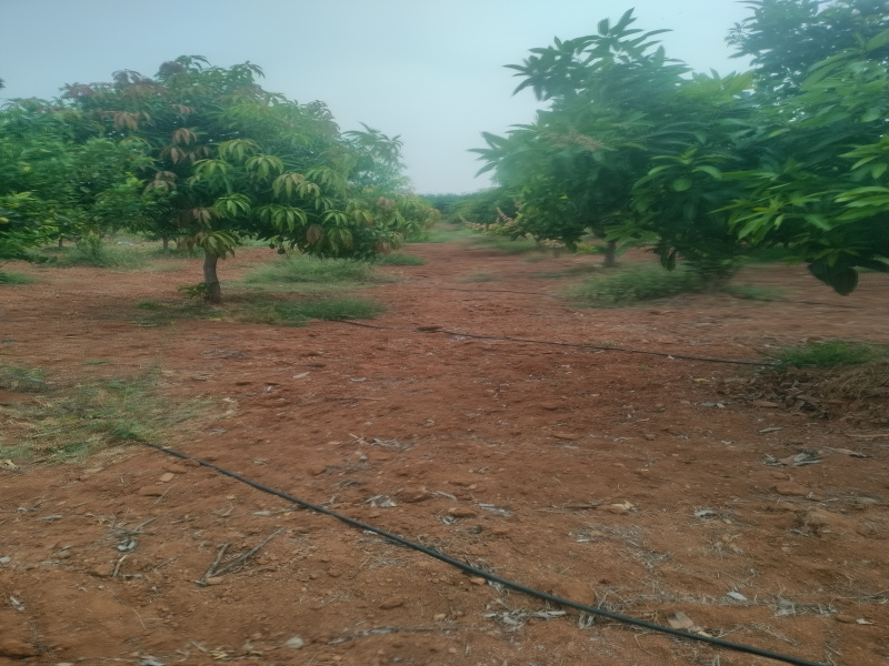 Dhone, Kurnool photo 3