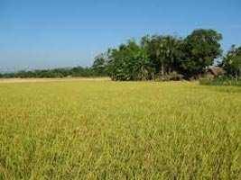  Agricultural Land for Sale in Kolayat, Bikaner
