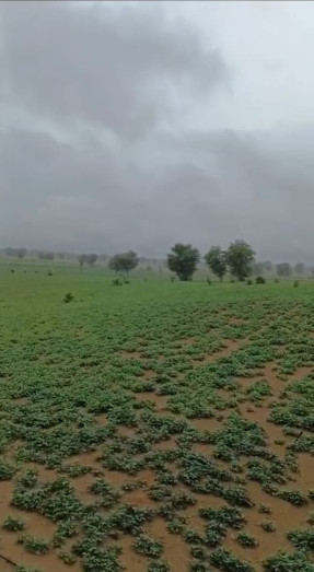 400 Bigha Agricultural/Farm Land for Sale in Kolayat, Bikaner