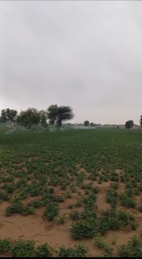  100 Bigha Agricultural/Farm Land for Sale in Kolayat, Bikaner
