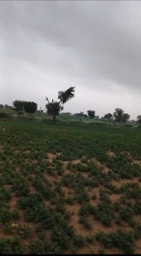  100 Bigha Agricultural/Farm Land for Sale in Kolayat, Bikaner