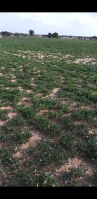 Agricultural Land for Sale in Kolayat, Bikaner