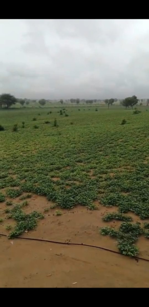  110 Sq.ft. Agricultural/Farm Land for Sale in Kolayat, Bikaner