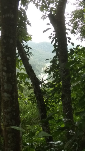  750 Cent Agricultural/Farm Land for Sale in Kumily, Idukki