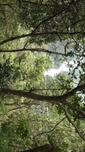  750 Cent Agricultural/Farm Land for Sale in Kumily, Idukki