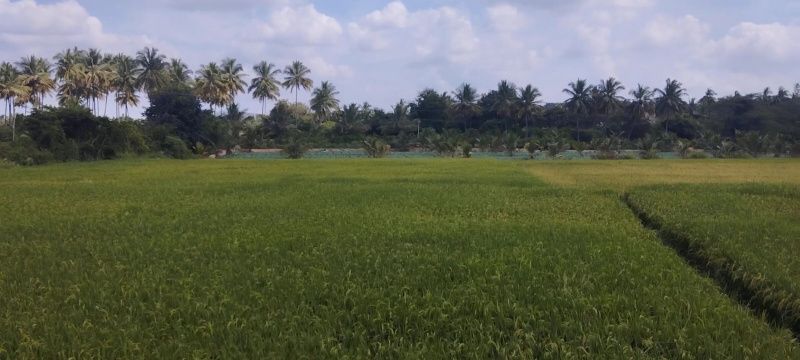  1 Acre Agricultural/Farm Land for Sale in Hosur Taluk, Krishnagiri