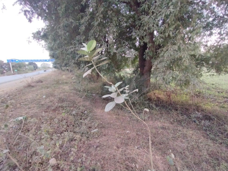  80 Dismil Commercial Land for Sale in Hatkachora, Bastar