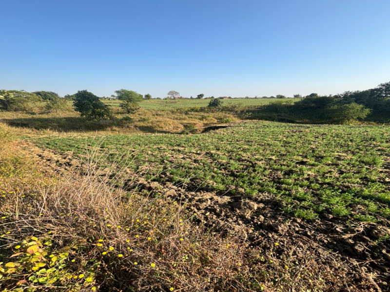  10 Acre Agricultural/Farm Land for Sale in Tendukheda, Narsinghpur