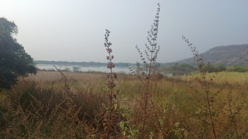  5 Acre Agricultural/Farm Land for Sale in Ambad, Jalna