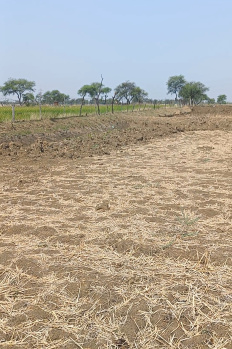  Agricultural Land for Sale in Baitalpur, Bilaspur