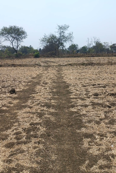  2 Acre Agricultural/Farm Land for Sale in Baitalpur, Bilaspur