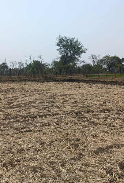  2 Acre Agricultural/Farm Land for Sale in Baitalpur, Bilaspur
