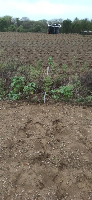  4 Acre Agricultural/Farm Land for Rent in Warud, Amravati