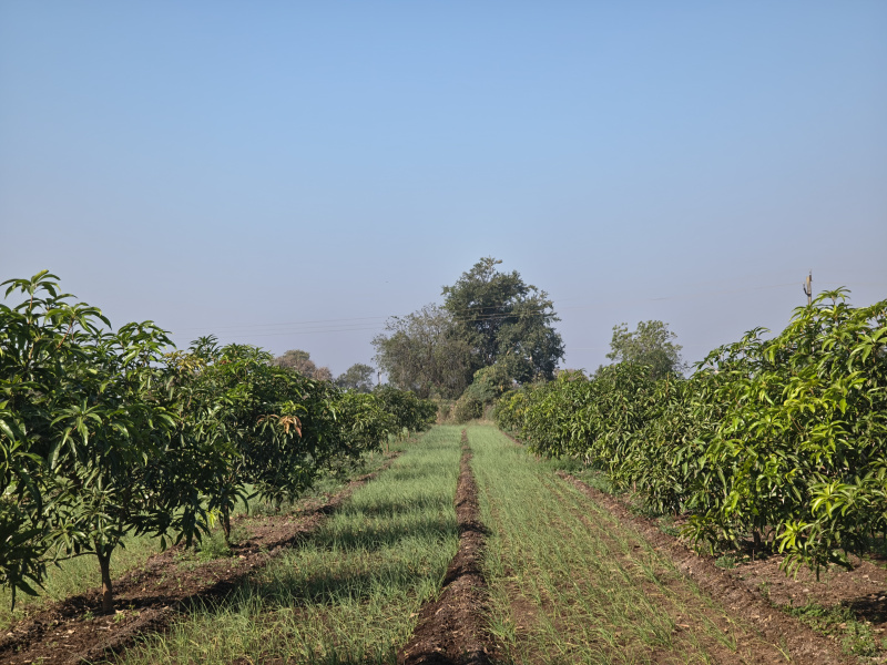 Sasan Gir, Junagadh photo 3
