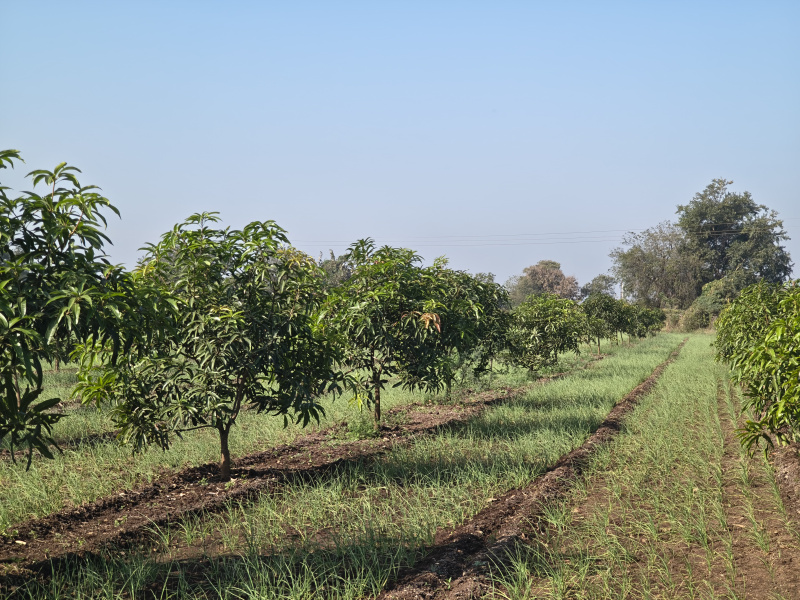 Sasan Gir, Junagadh photo 4