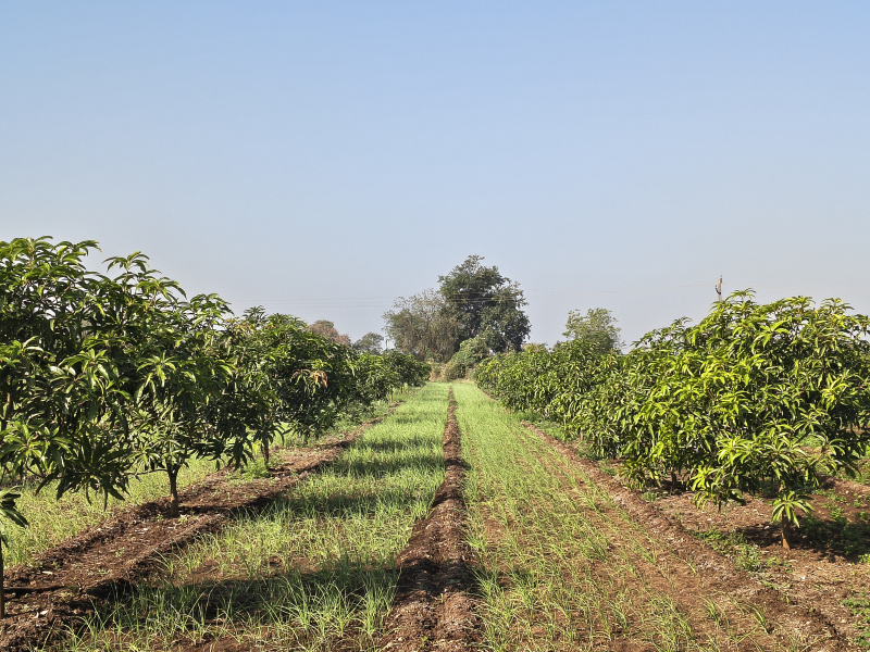 Sasan Gir, Junagadh photo 5