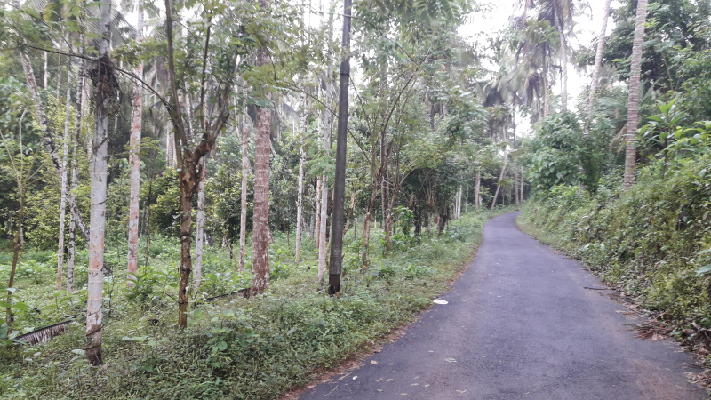  16 Acre Residential Plot for Sale in Thamarassery, Kozhikode