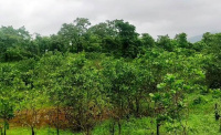  Agricultural Land for Sale in Quepem, South Goa, 