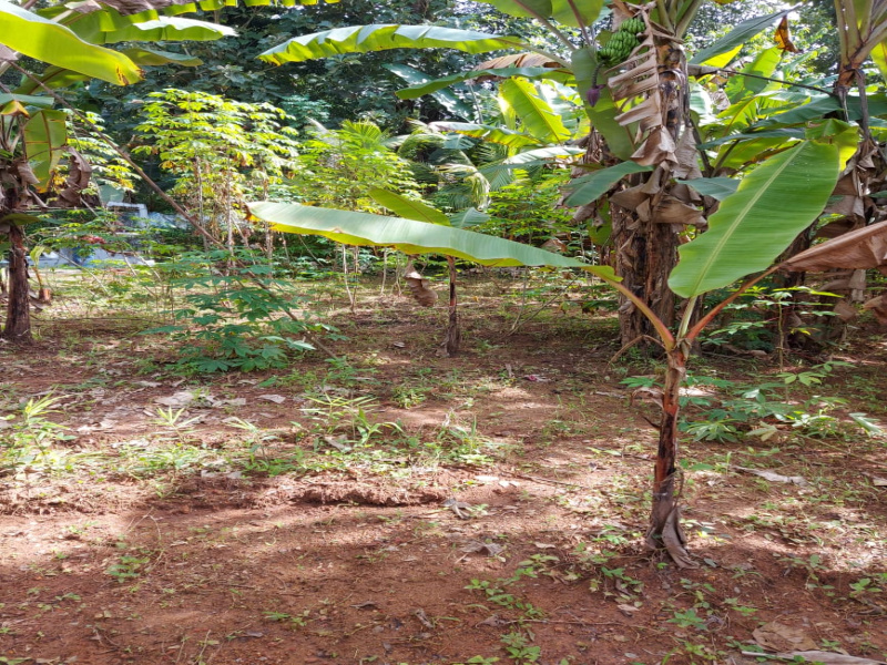  8 Cent Residential Plot for Sale in Thiruvalla, Pathanamthitta