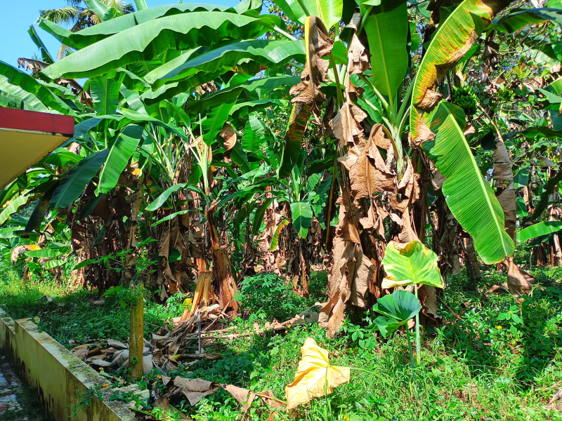  65 Cent Residential Plot for Sale in Omalloor, Pathanamthitta