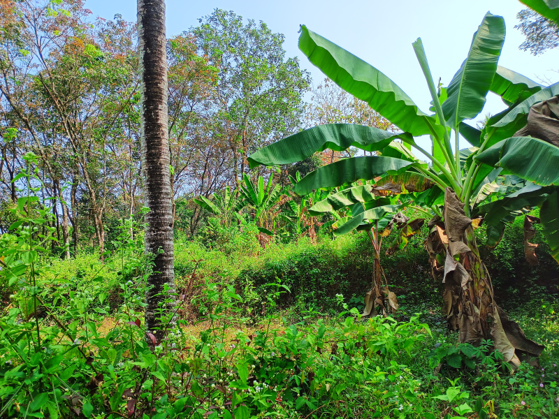  65 Cent Residential Plot for Sale in Omalloor, Pathanamthitta