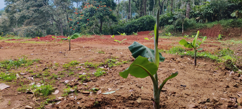  15 Cent Residential Plot for Sale in Kattappana, Idukki