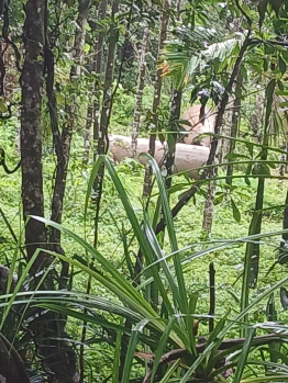  Agricultural Land for Sale in Tirthahalli, Shimoga