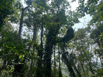 Agricultural Land for Sale in Pannaikadu, Kodaikanal