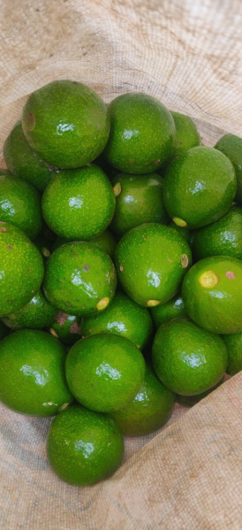  2 Acre Agricultural/Farm Land for Sale in Pannaikadu, Kodaikanal