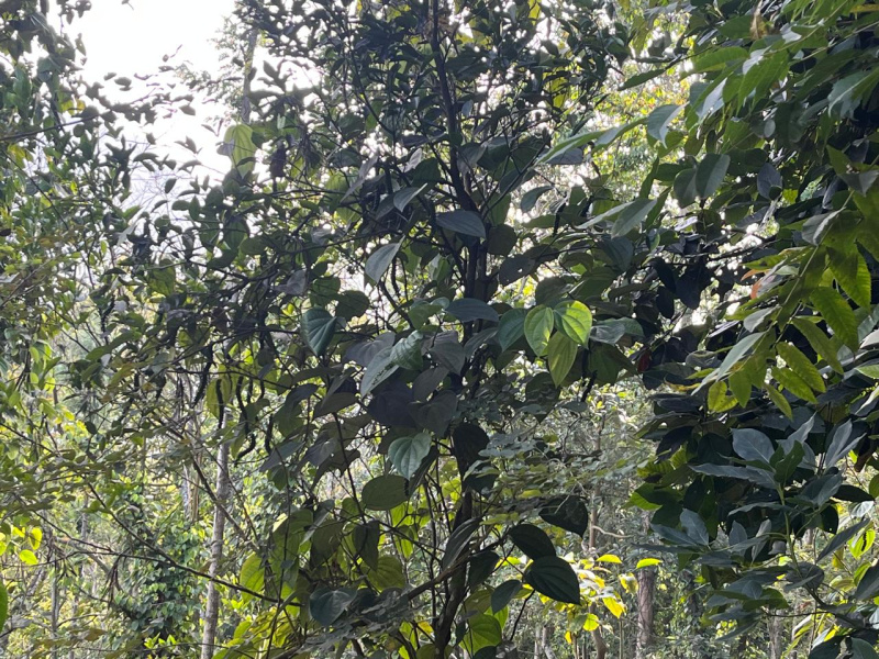  5 Acre Agricultural/Farm Land for Sale in Pannaikadu, Dindigul