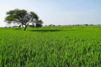  Agricultural Land for Sale in Barundhan, Bundi