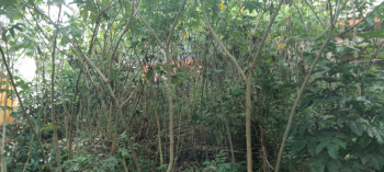 Residential Plot for Sale in Mm Layout, Bangalore