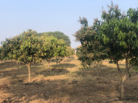 1 BHK Farm House for Sale in Shadnagar, Hyderabad