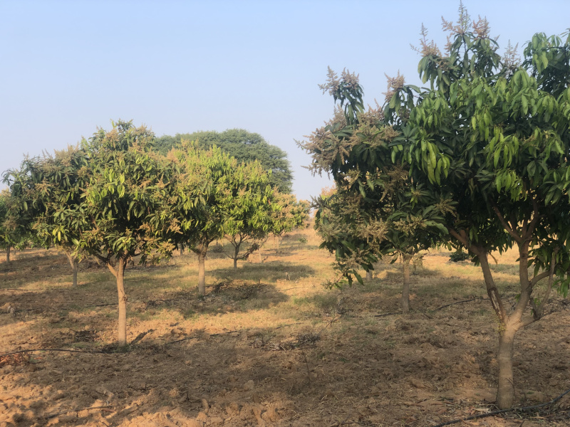 1 BHK 3 Acre Farm House for Sale in Shadnagar, Hyderabad