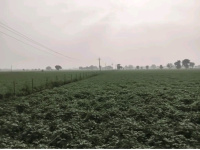  Agricultural Land for Sale in Mant, Mathura