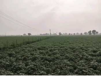  Agricultural Land for Sale in Mant, Mathura